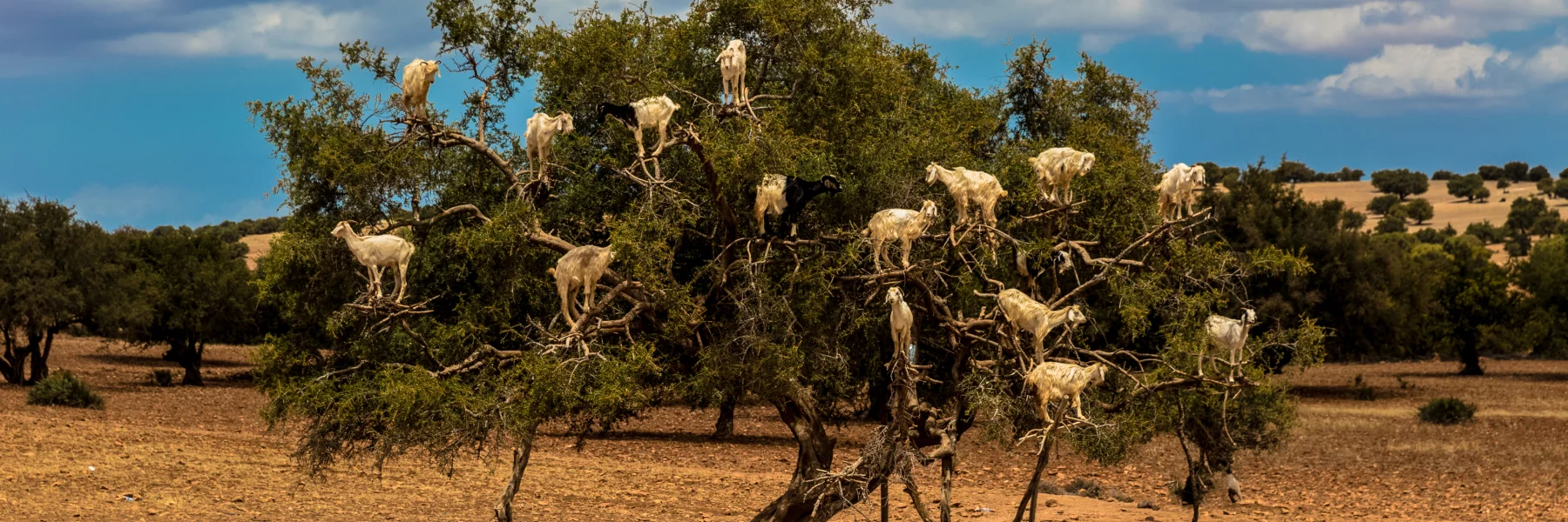 Enjoy the coastal town of Essaouira and watch goats climb argan trees to eat argan fruit on BoardingPass's Morocco tour